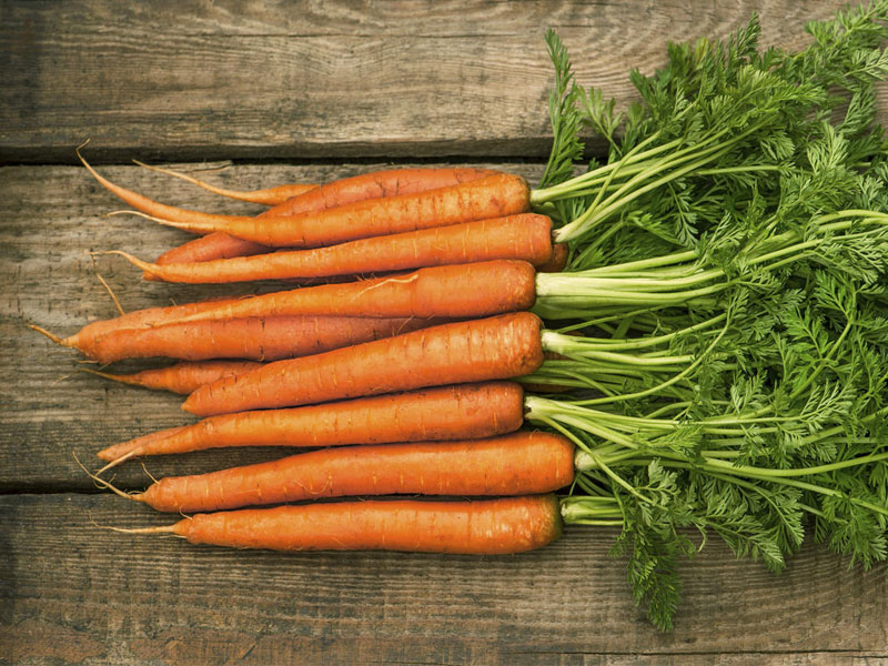 Морковь про 2024 года. Морковь посевная. Сорт моркови Пармекс. Круглая морковь сорта. Морковь карликовая сорт.